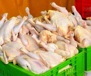 قیمت مرغ