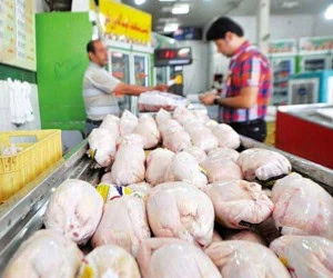 قیمت مرغ