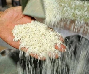 قیمت برنج
