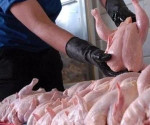 قیمت مرغ