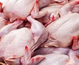 گوشت مرغ