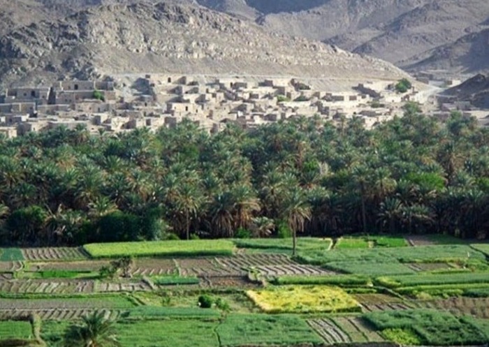 نخلستان سراوان