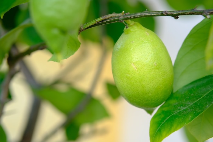 سبز لیمویی