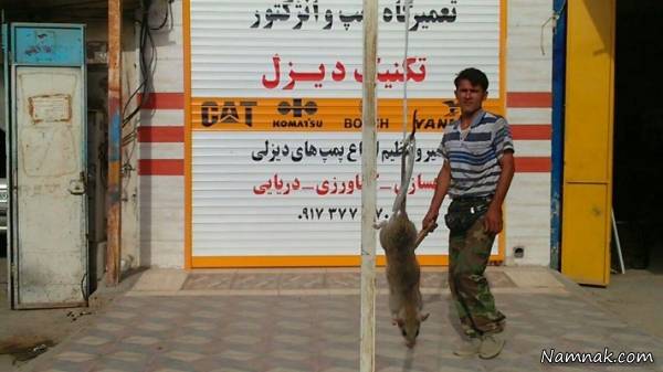 شکار موش،بوشهر،خیابان