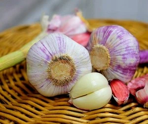 لاغری با سیر