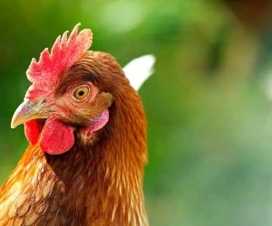 بیماری نیوکاسل