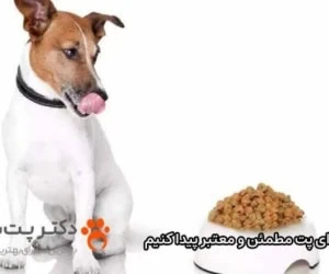 از کجا غذای پت مطمئن و معتبر پیدا کنیم
