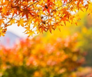 پیش بینی گرما