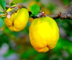 میوه دارویی و زیبایی