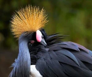 طاووس سیاه