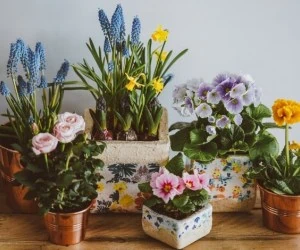 نکات گیاهان آپارتمانی