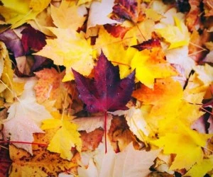 استفاده از برگ پاییزی