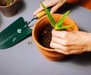 ریشه زایی گیاه