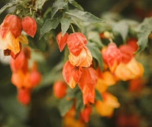 گیاه فیسالیس
