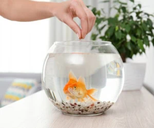 غذای ماهی قرمز