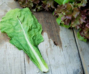 آموزش شستشوی کاهو فرانسوی + روش نگهداری صحیح