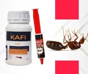  بهترین سم برای از بین بردن مورچه 
