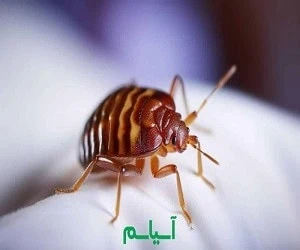 ساس تختخوابی