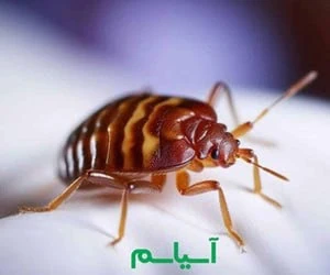 ساس تختخوابی