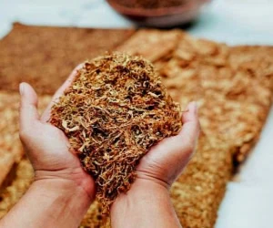  فرق توتون و تنباکو + جزئیات روز لغو امتیاز و نهضت تنباکو 