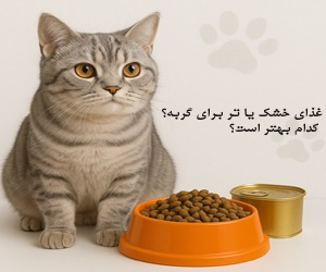 غذای گربه