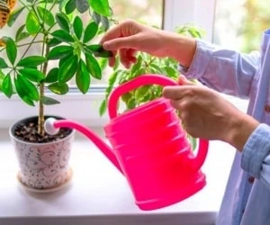 آبیاری گیاه آپارتمانی