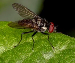 مگس روی غذا