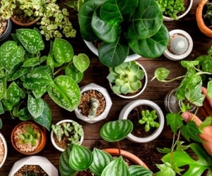 گیاهان آپارتمانی آرامبخش