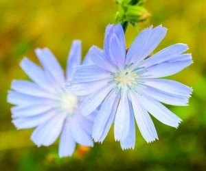 خواص ریشه کاسنی