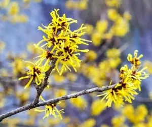خواص نارون کوهی
