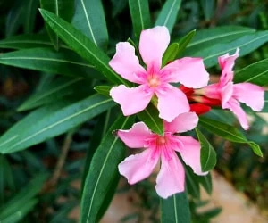  صفر تا صد نگهداری، مراقبت و پرورش گیاه خرزهره+ خطرات 