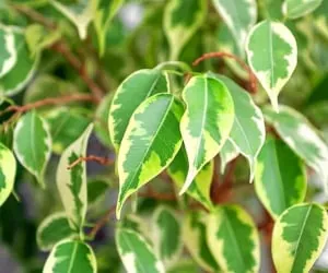 فیکوس بنجامین