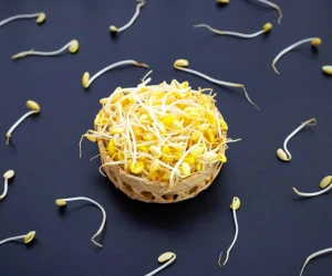 جوانه گندم