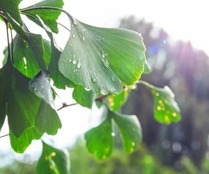 خواص جینکوبیلوبا