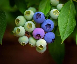 کاشت بلوبری