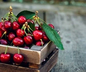 نگهداری گیلاس
