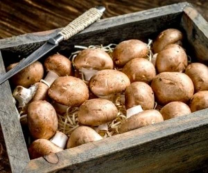 ماسک قارچ