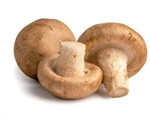 قارچ خوراکی