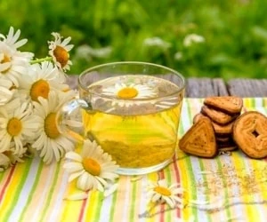 بارداری و بابونه