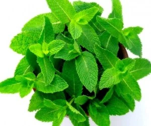 خواص نعناع برای روزه داران