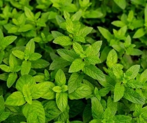 نعنای تازه