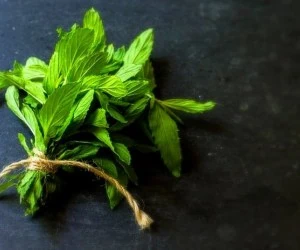 نعناع در بارداری