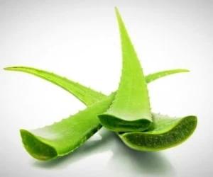آلوئه ورا برای لاغری