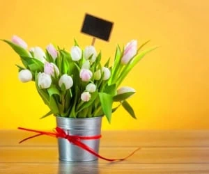  طریقه نگهداری صحیح گل لاله در منزل 