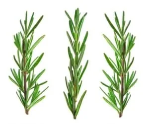گیاه رزماری
