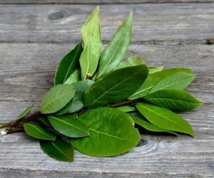 خواص برگ بو