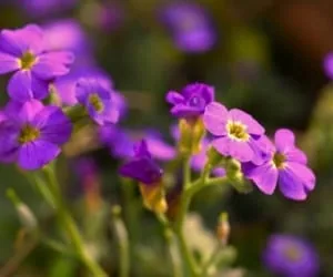 خواص گیاه بنفشه