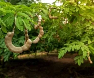 تمر هندی