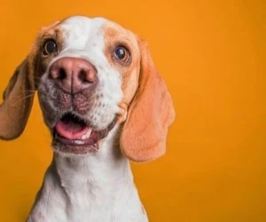 حس بویایی سگ