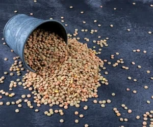 عدس